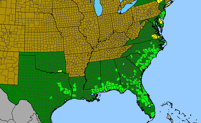 The range of Utricularia juncea